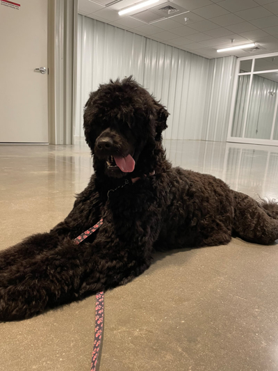 Aguas De Seda PWD Kennel